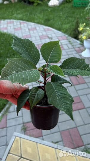 Пуансеттия