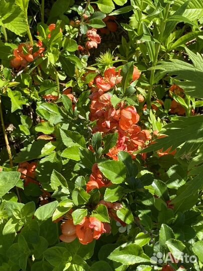 Многолетники саженцы цветы плодовые