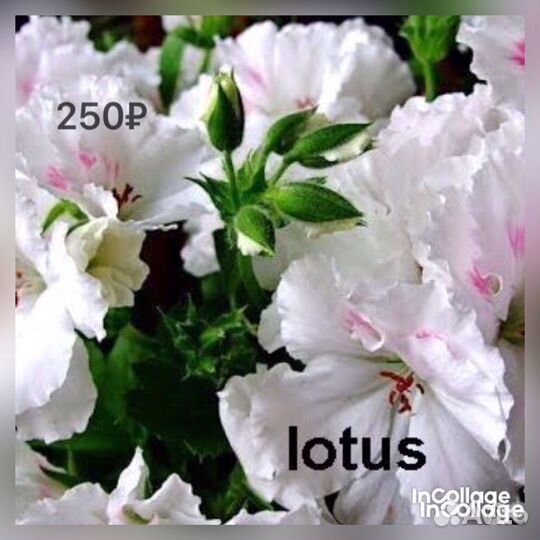 Королевские пеларгонии