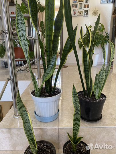 Сансевиерия