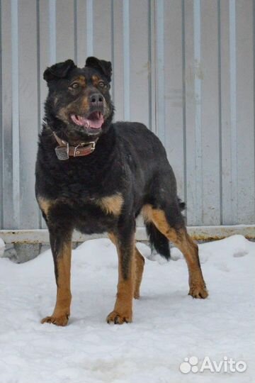 Милая Дейзи