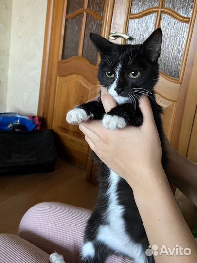 Кошки в добрые руки бесплатно