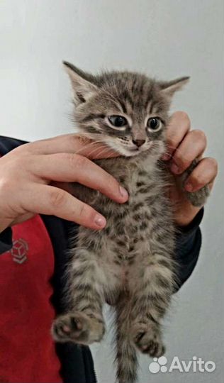 Подарю котят от породистой кошки