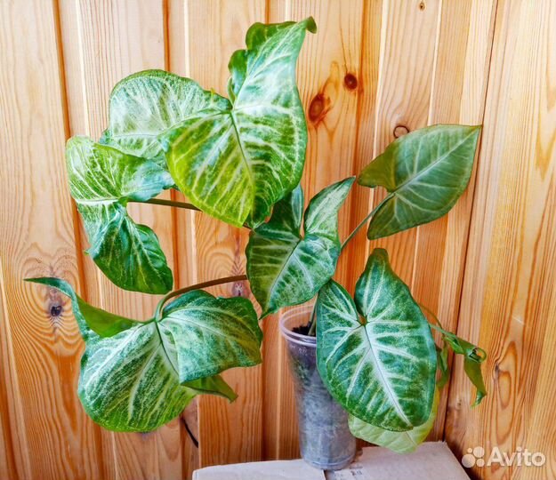 Сингониум White Butterfly (баттерфляй) - детка