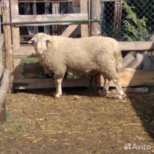 Продам барана