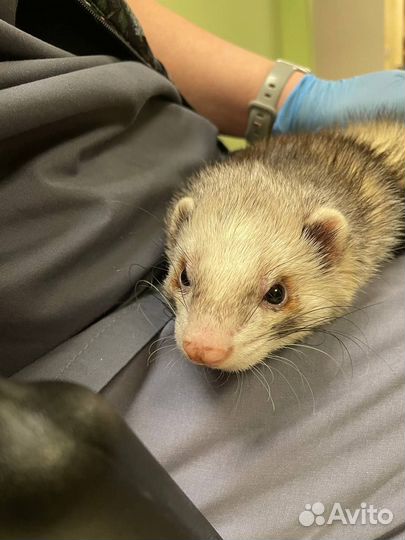 Специалист по грызунам и экзотам