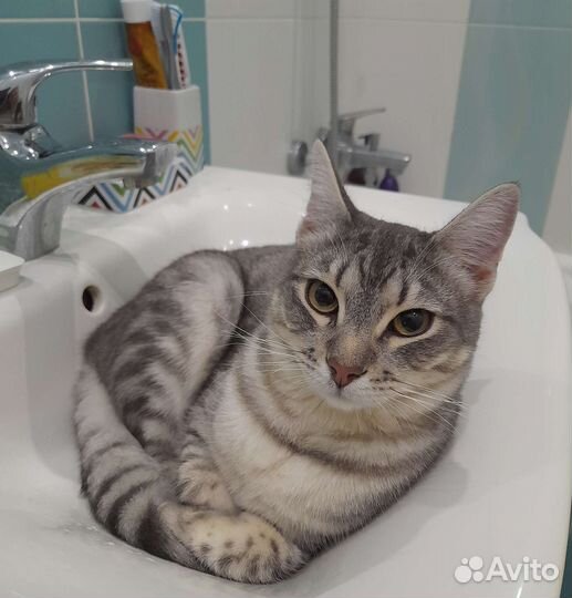 Кошка в дар бесплатно