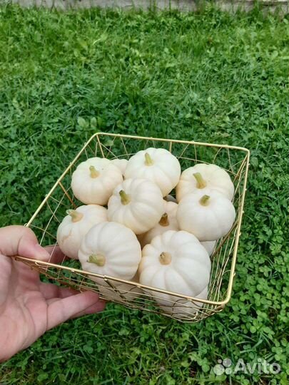 Тыква бэби бу