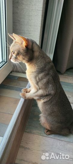 Абиссинский кот вязка