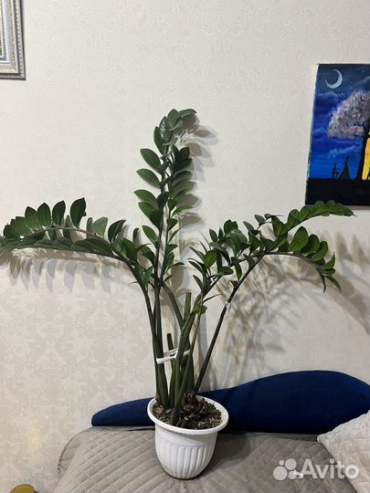 Замиокулькас