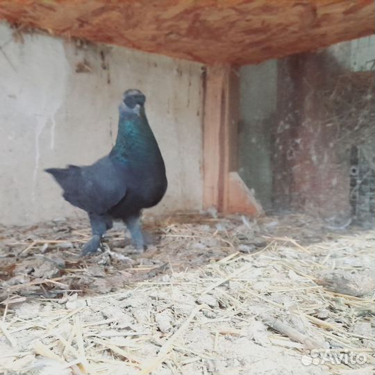 Голуби такла