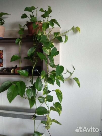 Сциндапсусы, комнатная быстрорастущая лиана