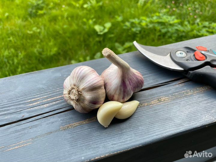 Чеснок любаша. Семена чеснока для посадки, в пищу