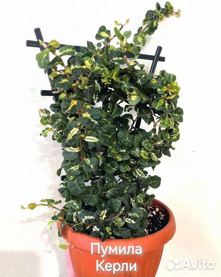 Ампельные фикусы серии Пумила