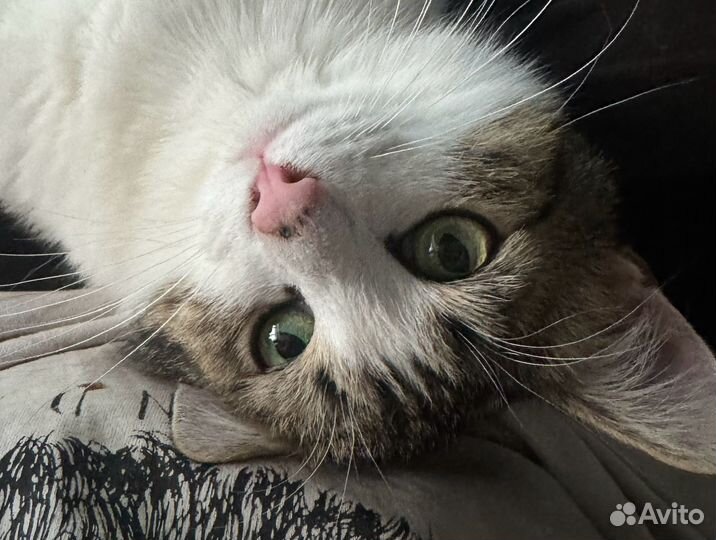 Котик в дар
