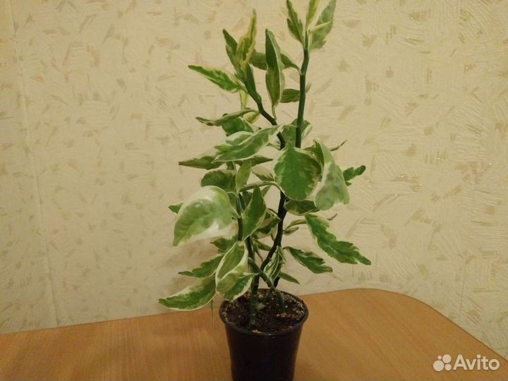 Педилантус