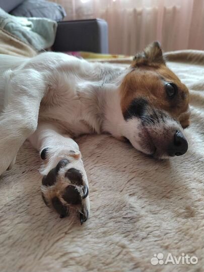 Вязка джек рассел терьер