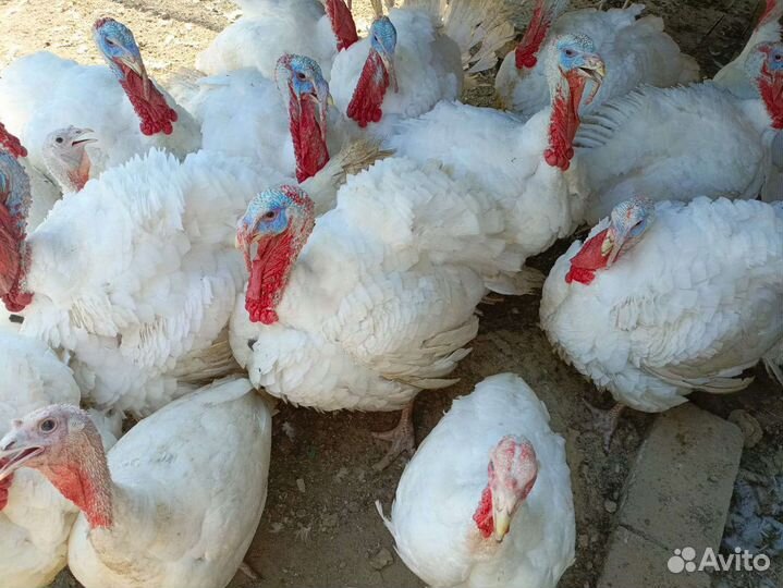 Индюки хайбрид конвертер