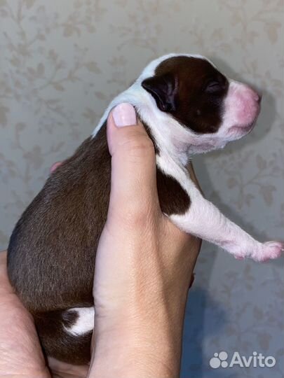 Щенки американского питбультерьера