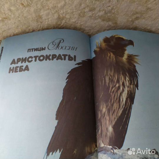 Птицы России