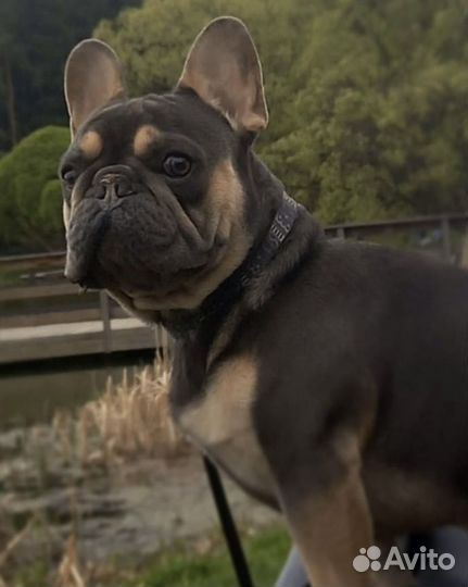 Вязка кабель Француский бульдог