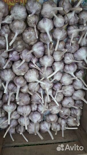 Озимый чеснок