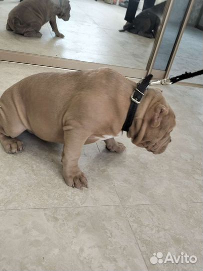 Американский булли