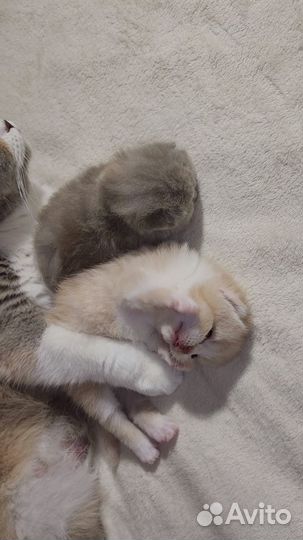 Британский кремово-белый пухляш