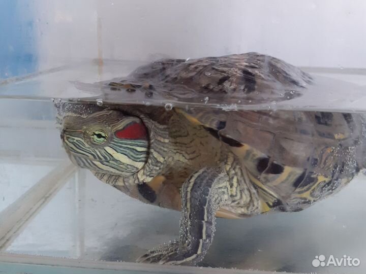 Красноухая черепаха