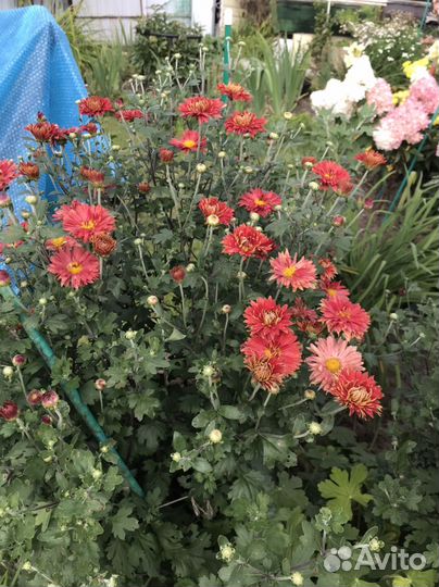 Хризантемы