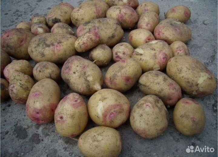 Продам картофель