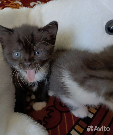 Котёнок-девочка в добрые руки бесплатно