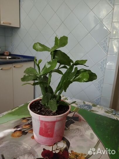 Кактус Опунция