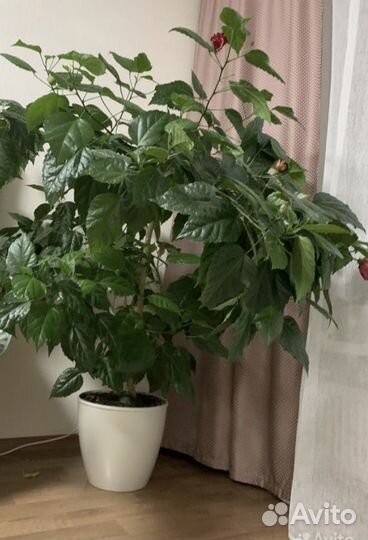 Гибискус китайская роза