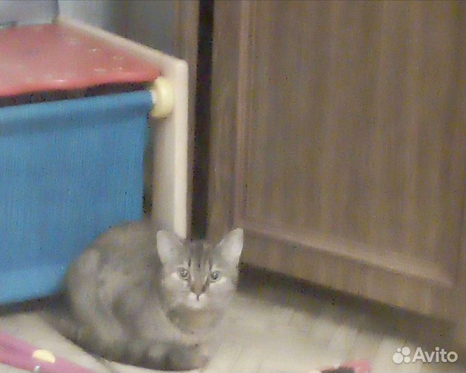 Кошка в дар