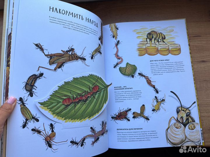 Рождение, Королевство насекомых, Икебана