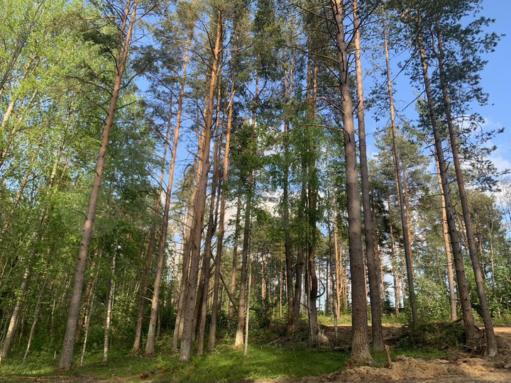 Участок 12,5 сот. (СНТ, ДНП)