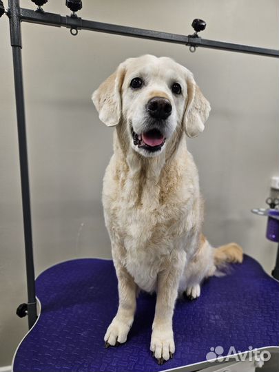 Груминг, стрижка собак