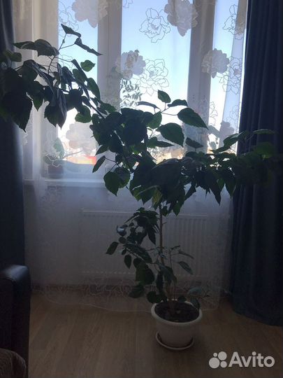 Гибискус китайская роза 155 см