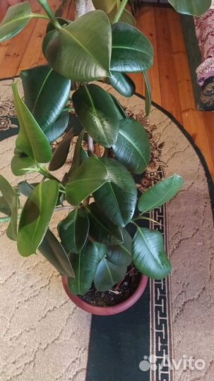 Фикус бенджамина