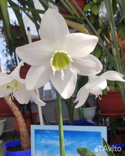 Эухарис или лилия