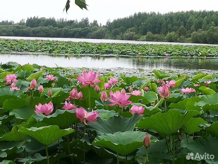 Семена лотоса