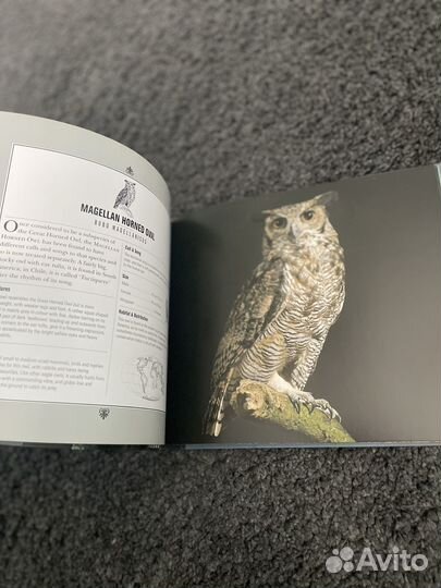 Книга про сов, Beautiful Owls art books