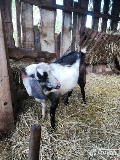 Нуб.козёл,козлики