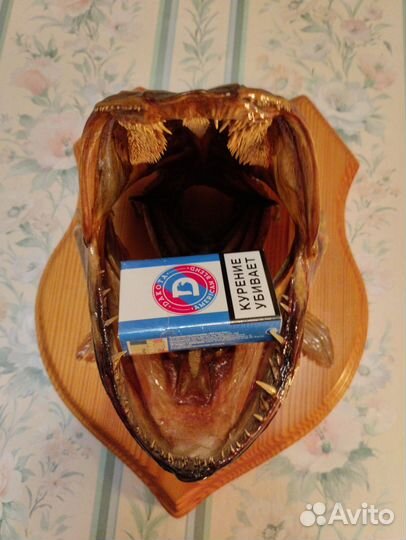 Продам чучело головы щуки весом 13кг