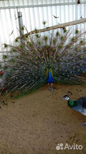 Синие павлины