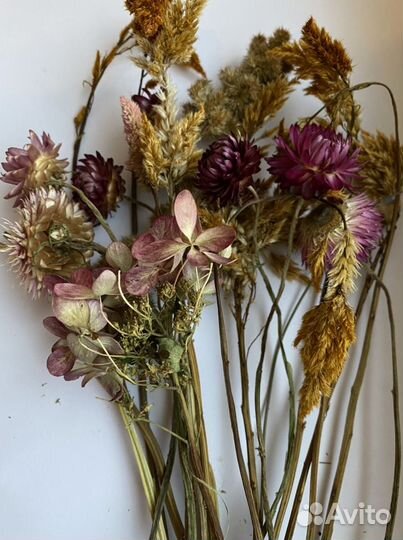 Сухоцветы герберы, целозия, лаванда, гелихризум