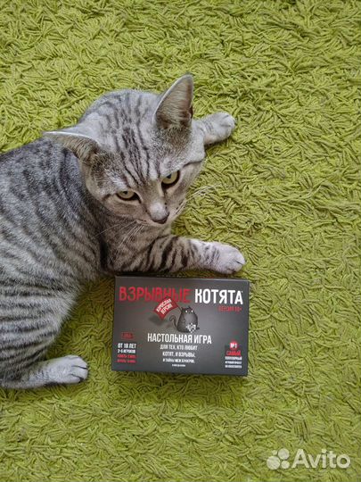 Настольная игра Взрывные котята 18+
