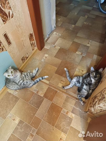 Британски девочки в хорошие руки