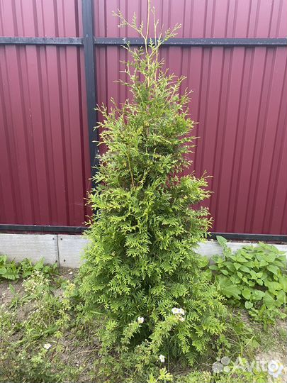 Туя брабант